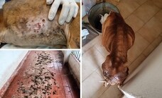 Investigan a un vecino de Alhaurín el Grande por encerrar a un perro sin agua ni comida en su azotea