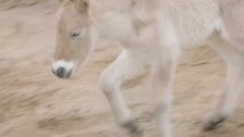 Nace de vientre equino "de alquiler" un caballo de Przewaski con ADN clonado