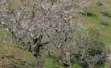Rutas y enclaves para ver los almendros en flor en Málaga