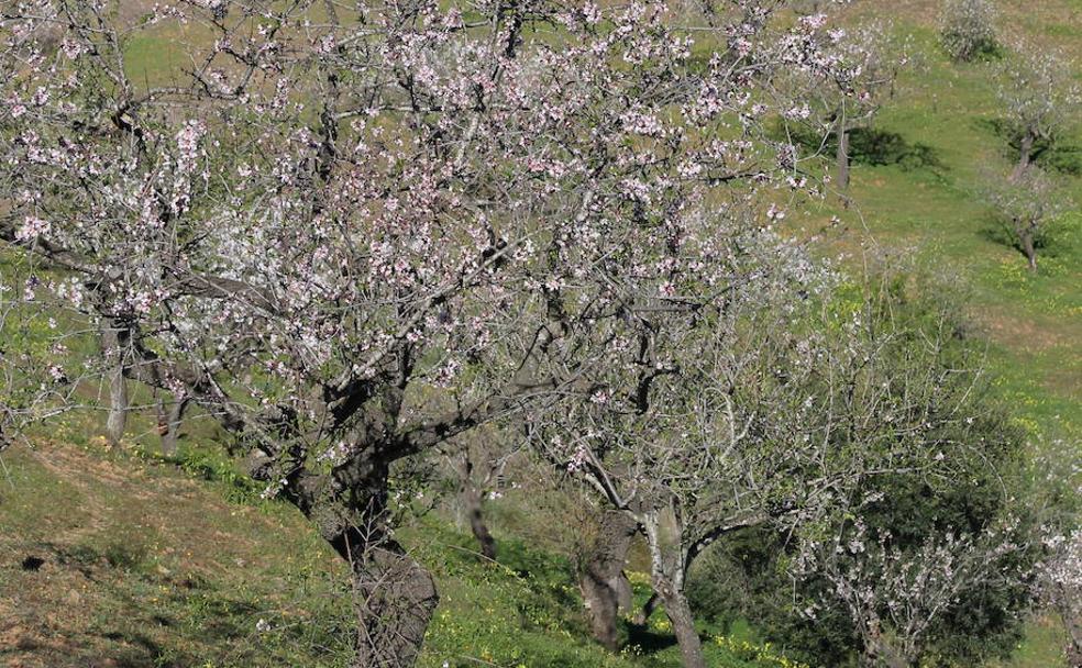 Rutas y enclaves para ver los almendros en flor en Málaga