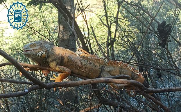 Tercer reptil capturado en la zona de Bailén-Miraflores: la Policía Local de Málaga atrapa una iguana de grandes dimensiones