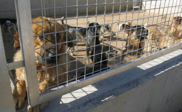 El abandono de perros en el Zoosanitario de Málaga se dispara tras la subida de la inflación