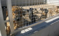 El abandono de perros en el Zoosanitario de Málaga se dispara tras la subida de la inflación