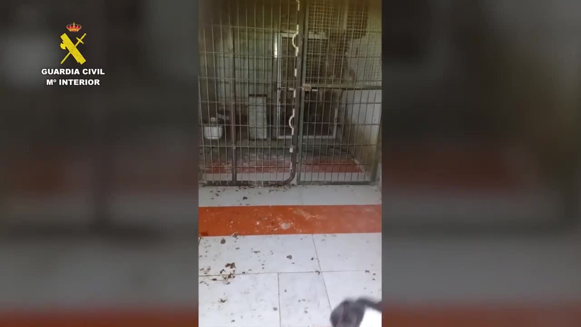 Desmantelados en Alhaurín el Grande (Málaga) dos criaderos ilegales de perros