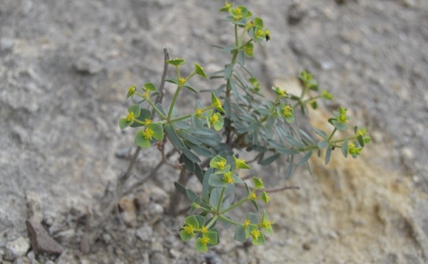 Investigadores de la UMA hallan una nueva planta en el Valle del Guadalhorce