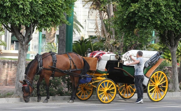 Ciudadanos quiere acabar con los coches de caballo en Málaga