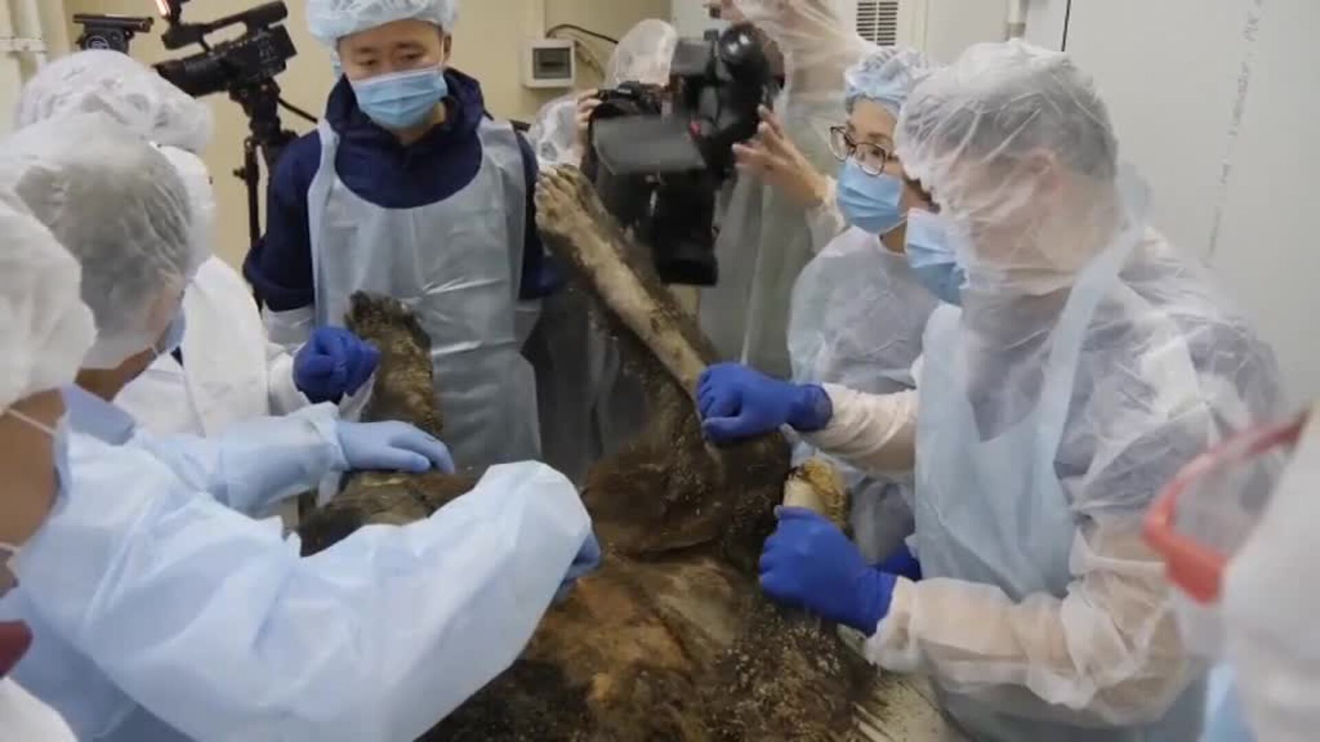 Científicos de Siberia realizan la autopsia a un oso de 3.460 años de