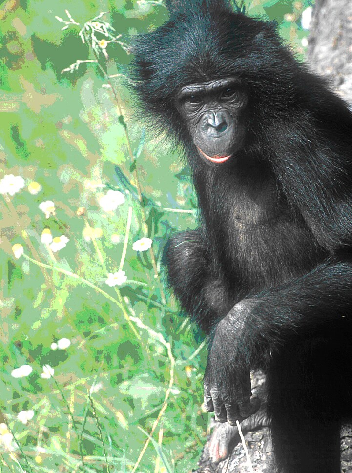 El primo bonobo