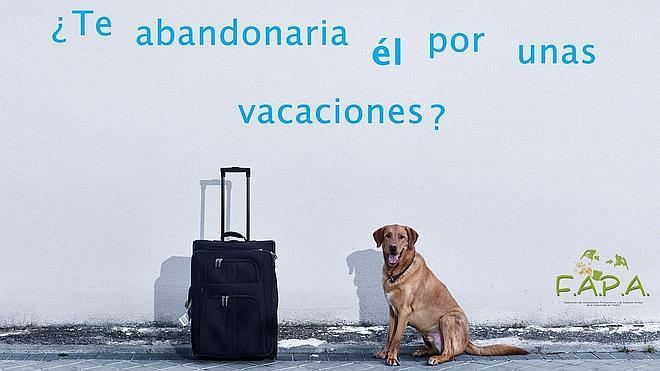 Dosis de conciencia frente al abandono animal