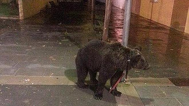 Abandonan un oso atado a una farola en pleno centro de la localidad valenciana de Cárcer