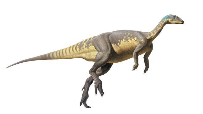 Descubierta una nueva especie de dinosaurio del Jurásico ibérico