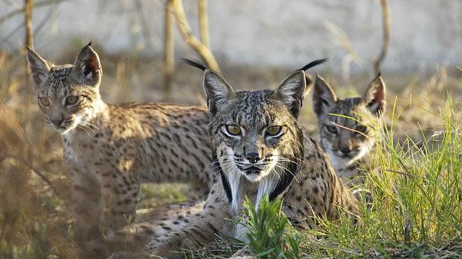 El atropello de un nuevo lince desata la indignación entre los ecologistas