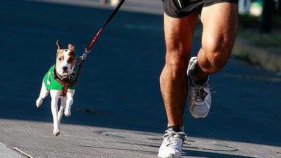 Una carrera de seis patas