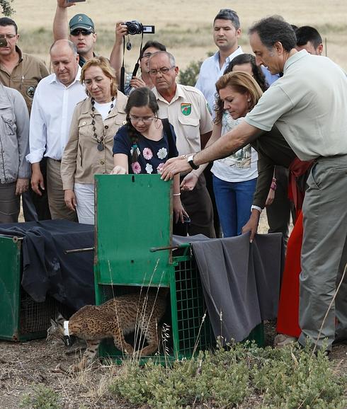 Investigan la extraña muerte de un lince durante una cacería en Ciudad Real