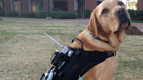 Un arnés tecnológico mejora la comunicación entre un perro y su amo