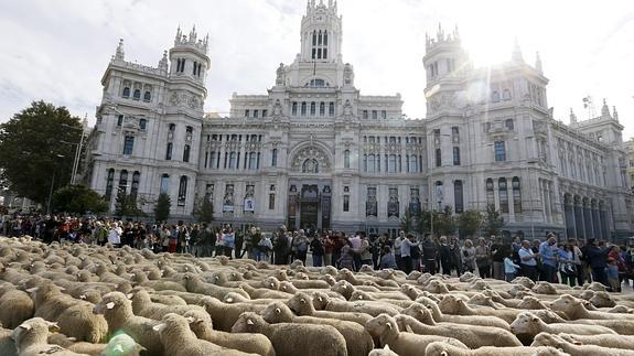 Dos mil ovejas atraviesan Madrid para reivindicar la trashumancia