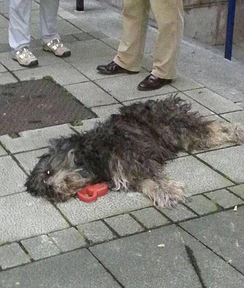 Imputan un delito de maltrato animal al hombre que mató a un perro a patadas en Santander