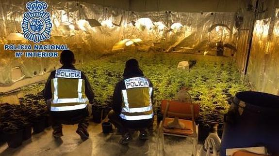 La Policía localiza 1.735 plantas de marihuana en el sótano de un chalé de Madrid