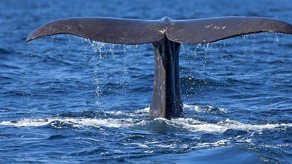 Ballena a la vista... en Mazarrón