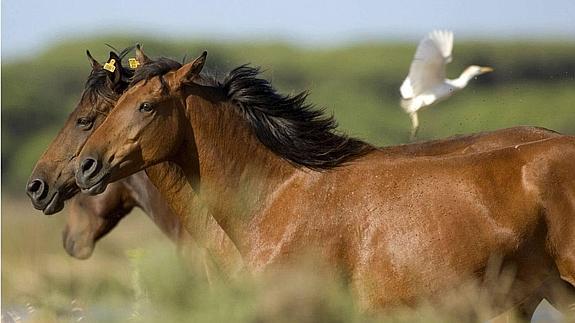 Diez imputados por provocar la muerte a 22 caballos para cobrar el seguro