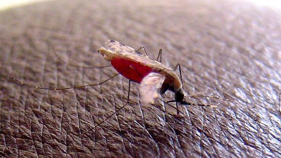 La Agencia Europea del Medicamento da luz verde a la primera vacuna contra la malaria