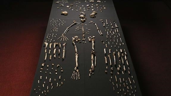 Descubren en Sudáfrica una antigua especie del género humano