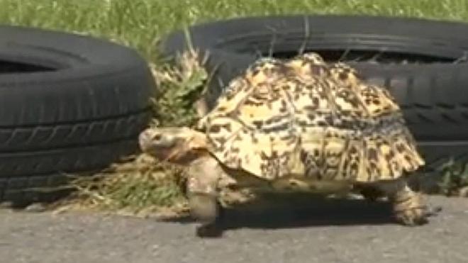 La tortuga más veloz del mundo y el mayor pie humano, nuevos récord Guinness