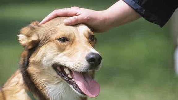 Un corazón de perro