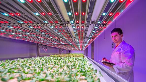 Luces led para cultivar frutas y verduras