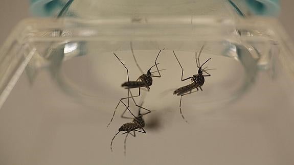 La primera imagen en 3-D de virus zika podría acelerar la vacuna