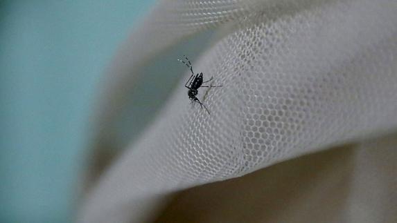 Segundo contagio de zika por transmisión sexual en España