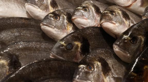 Globalización del pescado: el océano se vacía y el acuario se llena
