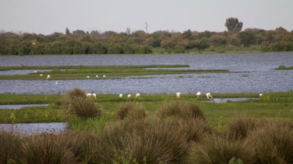 Lanzan un SOS para salvar Doñana, La Albufera y el Delta del Ebro