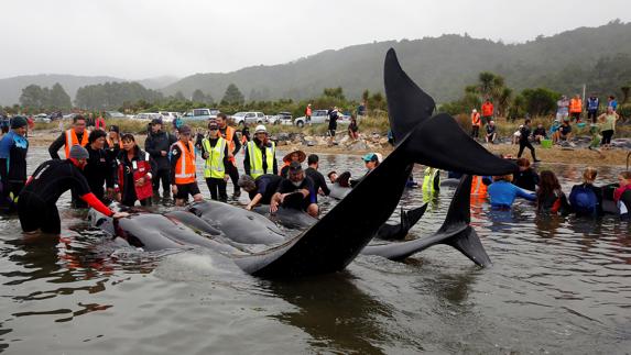 Más de 200 ballenas encalladas pudieron regresar al mar en Nueva Zelanda