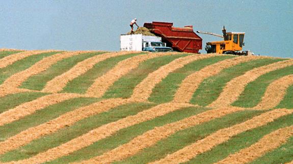 ¿Qué beneficio nutricional aporta la alfalfa?