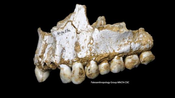 Los neandertales ya se medicaban con 'aspirinas' naturales