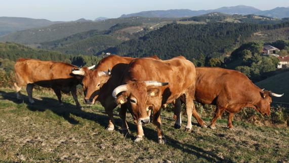 Un buey mata de una cornada a un joven en Lugo