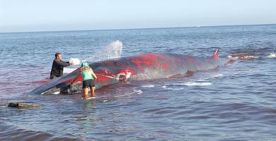 Pescadores hallan una ballena herida de 15 metros varada en una playa