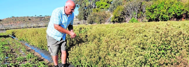La Axarquía comienza a cultivar estevia