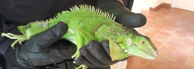 Capturan una iguana en un carril situado junto a un instituto de Nerja