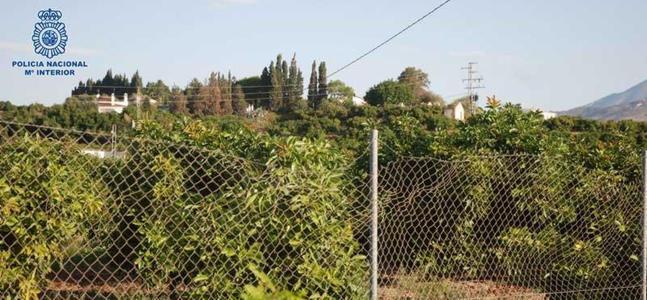 Tres jóvenes detenidos por robar 400 kilos de aguacates en Vélez-Málaga