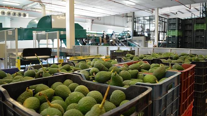 La campaña de aguacate finaliza con 62 millones de euros, un 10% más que el año anterior