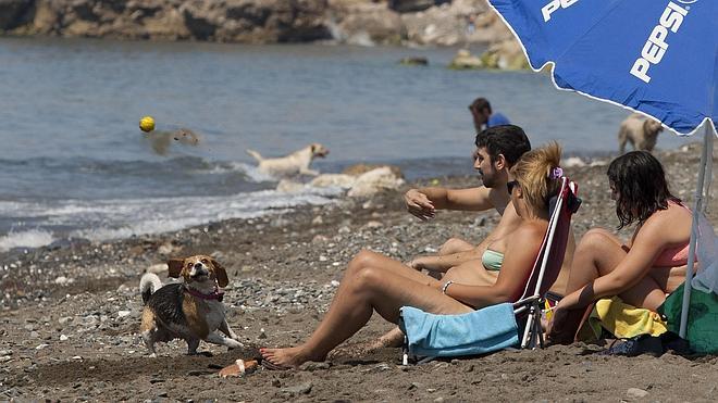 La playa para perros de Málaga, lista para su estreno