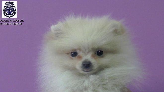 Agrede a una mujer para robarle su perro valorado en 1.800 euros