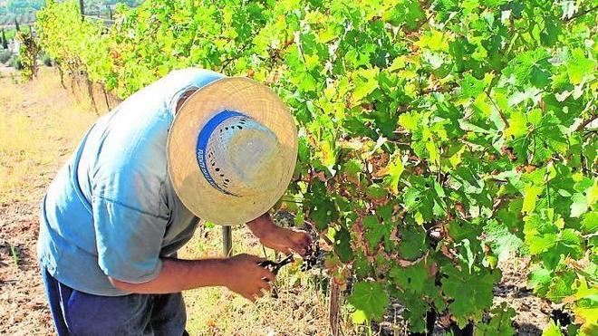 La Serranía vendimia con una merma de la producción por la falta de lluvias