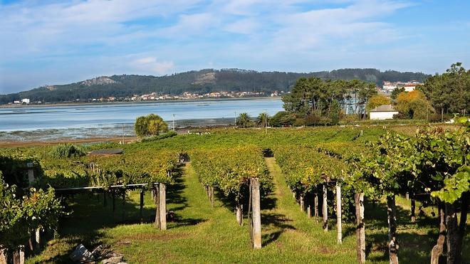 Bodegas Jorge Ordóñez lanza su nuevo vino top