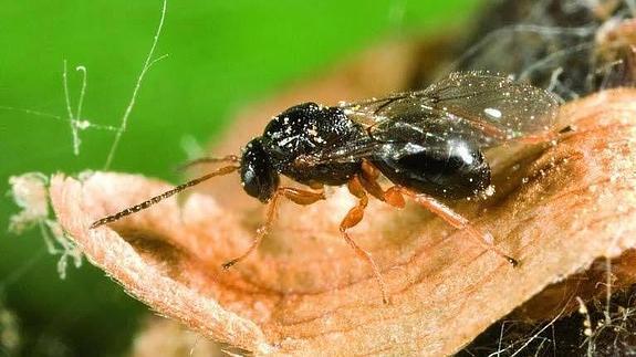 Igualeja muestra su preocupación por la plaga de la avispilla del castaño