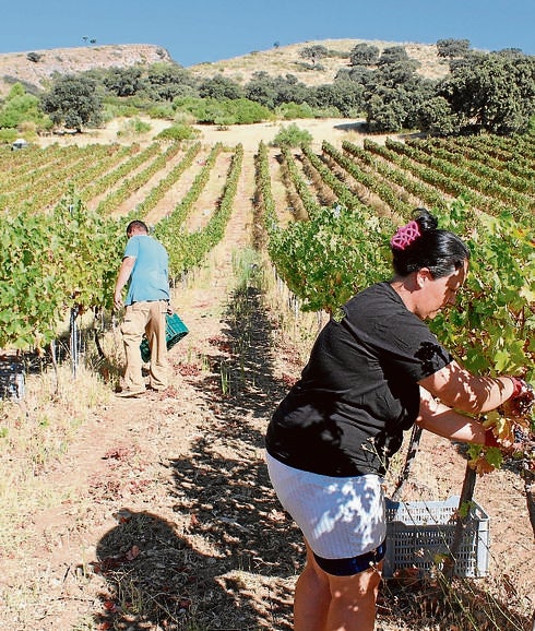 La Serranía concluye la vendimia con una caída del 35% en la producción