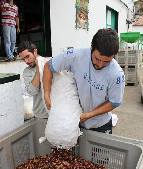 Igualeja, un pueblo de toma castaña