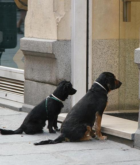 Dónde ir de compras con mi perro en Málaga